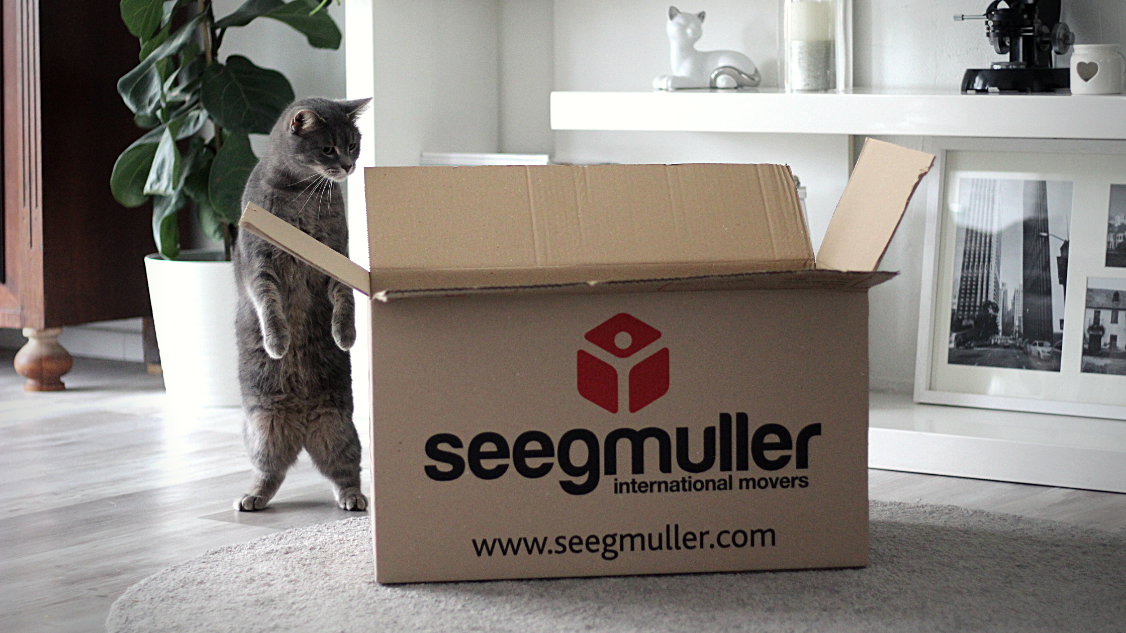 chat carton déménagement seegmuller