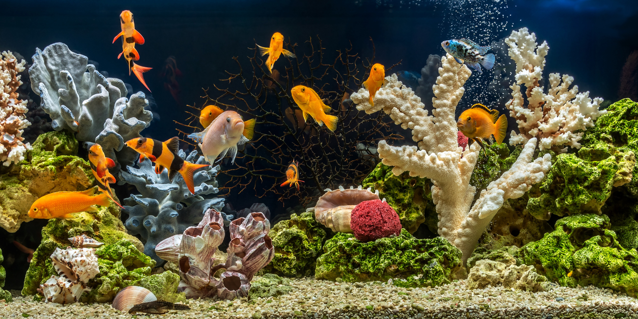 Comment déménager son aquarium ?